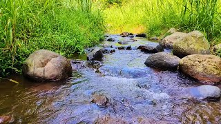 Gentle Mountain River and Birds Singing  Natural Sounds for Deep Relaxation [upl. by Armelda]