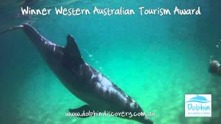 Dolphin Discovery Centre Bunbury Official Video [upl. by Suh]