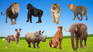 Leopards Cheetahs and Gorillas Wild Animal Sounds Adventure [upl. by Neeli]