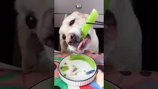 Lets watch Kikos delicious food  Doglife Ep07 dog doglover doglife puppy puppies pets fyp [upl. by Heins]