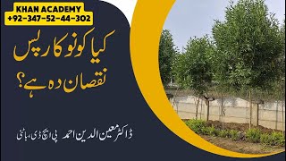 Benefits and Care Tips for Conocarpus Trees  Prof Dr Moeen Ud Din Ahmad Siddiqui [upl. by Oiracam305]