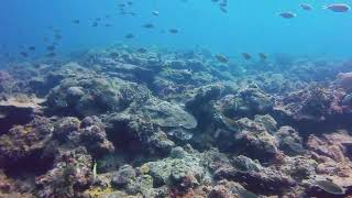 Scuba diving Carriacou island in Grenada [upl. by Boswell]