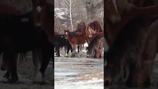 Epic Snow Roundup with Majestic Horses 🐎 WinterHerd SnowHorseStampede WildHorseAdventures [upl. by Kama]