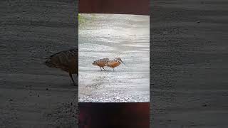 Woodcocks dancing the road [upl. by Bearce581]