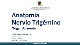 Anatomia Nervio Trigemino Origen Aparente [upl. by Charla]