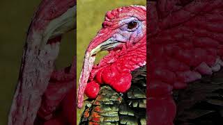 Turkey Sound Effect Gobble Gobble Noises shorts [upl. by Mireielle]