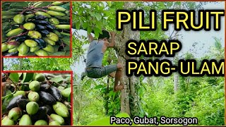 SIMPLE LIFE  Life in The Philippines  Pili Nut Tree  Pili Nut  Buhay Probinsya  EPISODE 8 [upl. by Annoet765]