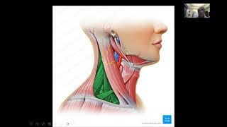 anatomy of the neck triangles [upl. by Einneb85]