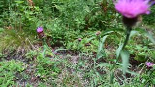 Lobelia inflata Indian Tobacco and Centaurea nigra lesser knapweed black knapweed [upl. by Yeltnarb291]