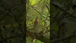 Chaffinch sings while eating a nut at the SAME TIME [upl. by Sharman159]