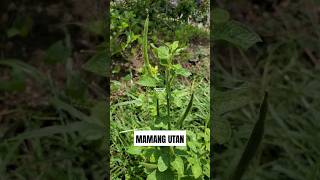 TANAMAN MAMANG UTAN ‼️ Cleome viscosa mamang mamangutan asian spiderflower cleomeviscosa [upl. by Yreva]