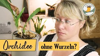 🌺 Orchideen ohne Wurzeln retten  so gehts [upl. by Eitsrik]