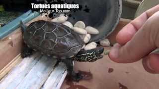 Tortues aquatiques  Tortue deau  nourriture [upl. by Ricky854]