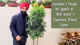 Juniper Thuja या Morpankhi जैसे Permanent पौधों को सूखने मरने से कैसे बचाएं Cypress plant care [upl. by Atrebor]