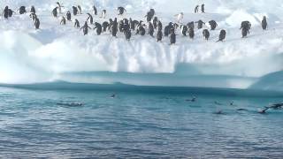 Penguin Fun in Antarctica [upl. by Etat]