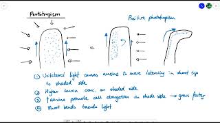 A2 Biology  Tropisms OCR A Chapter 164 [upl. by Rotsen]