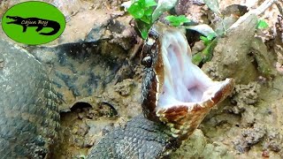 Cottonmouths Are they ACTUALLY Aggressive  All About the Worlds Only Aquatic Pit Vipers [upl. by Crellen]