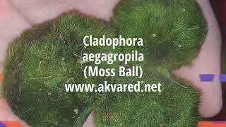 Akvared Akvaryum Bitkileri  Cladophora aegagropila Moss Ball [upl. by Gaw77]