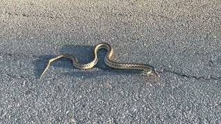 Pacific Gopher Snake Pituophis catenifer Defensive Mode and Hissing [upl. by Immak]