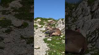 Wunderschön dieser Steinbock🙏er geniest die Ruhe🫶mein Kanal🥰Bergwelt Schweiz🇨🇭💫🇨🇭💫 [upl. by Idelia238]