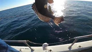 Anglers Deep Sea Fishing Ocean City’s Most Crowded Headboat But Captain Always Finds the Fish [upl. by Archangel]