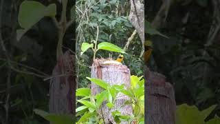 Euphonia violacea male tangara amarilla birds nature wildbirds thanks4u👍subscribe🦜🫶 [upl. by Ayotaj172]