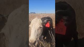 Fall Calving Season cow ranch [upl. by Edd448]