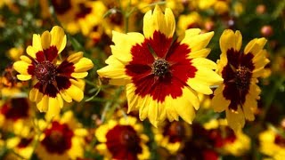 How to Care for Coreopsis  Aik Khubsurat Flowering Plant  HindiUrdu [upl. by Magdaia]