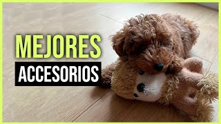 😱 MEJORES ACCESORIOS PARA UN CANICHE TOY 🐶 LO QUE NECESITA Y MÁS LE GUSTA [upl. by Mclaurin]