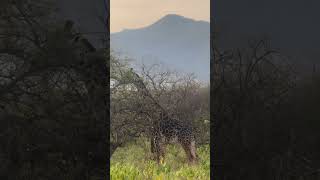 Beautiful Tanzania Makuyuni Wildlife Park visittanzania wildlife animals nature wildanimals [upl. by Farkas]