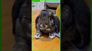 Meet the French Lop the most beautiful rabbit in the world shorts [upl. by Ativla]