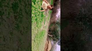 ghas kat rahi hai❤cutebaby shortfeed poor trending viralvlog [upl. by Borek694]