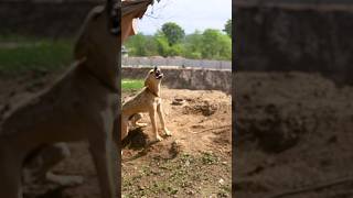 Aggressive dog ko handle kaise karein peepalfarm [upl. by Lecirg]