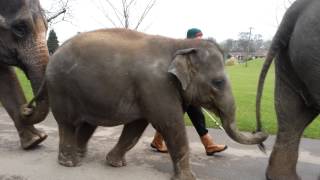 Elephant walk at whipsnade zoo [upl. by Ailehpo]