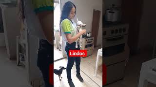 O Bodinho vai incomoda shortsviral animaiseserhunanochannelyoutube [upl. by Teryn881]