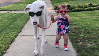 Toddler and Deaf Great Dane Share an Adorable Friendship [upl. by Ytak573]