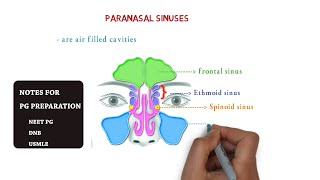 paranasal sinuses  maxillary  ethmoid sphenoid frontal  notes [upl. by Yssirhc]