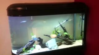 APS All Pond Solutions 374l bullet aquarium Boyu ZDT 1256 review [upl. by Persas287]