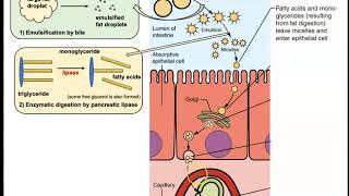 Lipids  Digestion and Absorption [upl. by Ralli709]