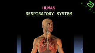 Human respiratory system Easy way in Urdu Hindi [upl. by Angeline]