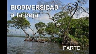 ¿Porqué es importante preservar la biodiversidad de México [upl. by Aikcin310]