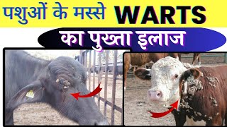 पशुओं के हर मस्से का इलाज 👌🏽Warts in Cattle Treatment [upl. by Radack]