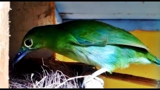 Burung Cucak Ijo Bangun Sarang [upl. by Alya]