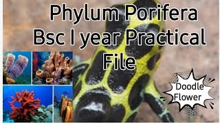 Phylum Porifera BSC1 year zoology particle file with classification 2021 [upl. by Aneehsar]