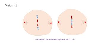 Meiosis and chromosome mutations A level biology AQA [upl. by Alym]