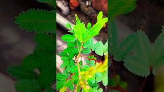 Mimosa Pudica Lajwanti Chui Mui plant naturelovers youtubeshorts [upl. by Publea391]