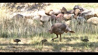 Wildlife camera at water tank in Chiricahua Mountains south east Arizona Cochise Co Live streaming [upl. by Maibach]