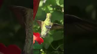 Hummingbirds Can Fly Backwards 🌸  Earthly Essentials [upl. by Alber]