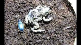 Epomis Beetle Attacks Toad [upl. by Favien65]