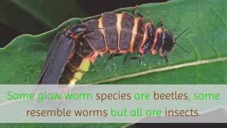 16 Facts You Should Know About Glow Worm [upl. by Robbins490]